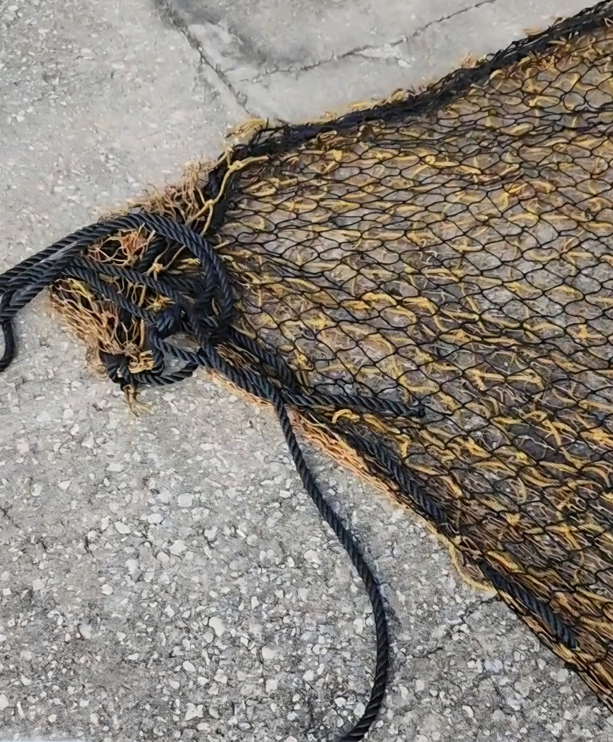 Family-size three-layer hammock